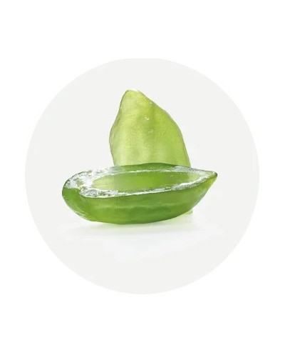 Cedro Diamante di Calabria...