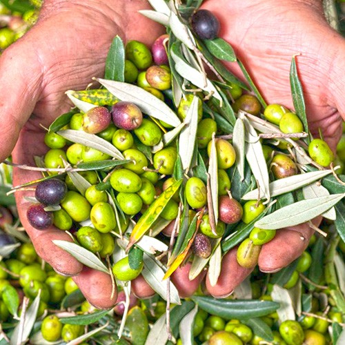 OLIO TRADIZIONE E CULTURA