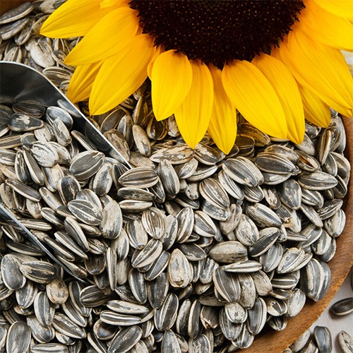 I SEMI DI GIRASOLE, FRUTTI RICCHI DI BENEFICI